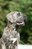 CANE CORSO 1014